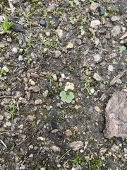 Riccia crystallina