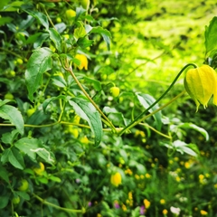 Clematis tangutica