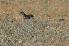 Spermophilus erythrogenys