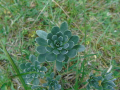 Bornmuellera tymphaea