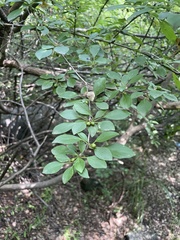 Rhamnus parvifolia