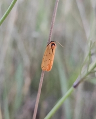 Setina