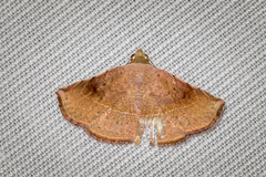 Eublemma latericolor