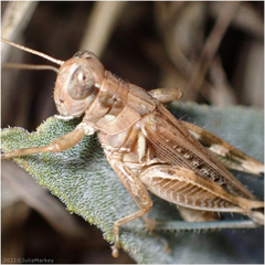 Melanoplus devastator