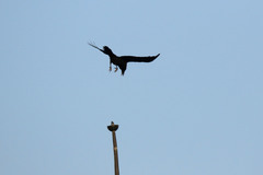 Corvus splendens