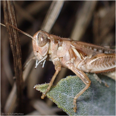 Melanoplus devastator