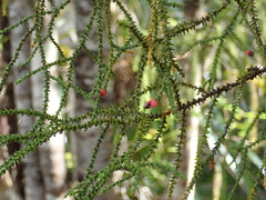 Lepidothamnus intermedius