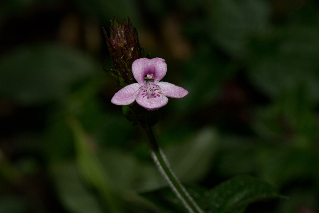 Isoglossa gregorii