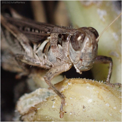 Melanoplus devastator