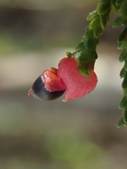 Lepidothamnus intermedius