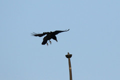 Corvus splendens