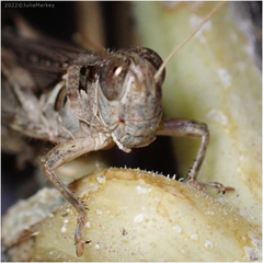 Melanoplus devastator