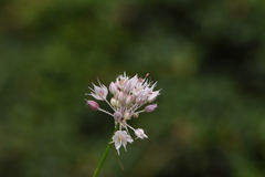 Allium saxatile