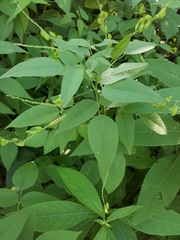 Orbexilum onobrychis