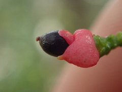 Lepidothamnus intermedius
