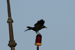 Corvus splendens