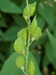 Orbexilum onobrychis