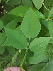 Orbexilum onobrychis