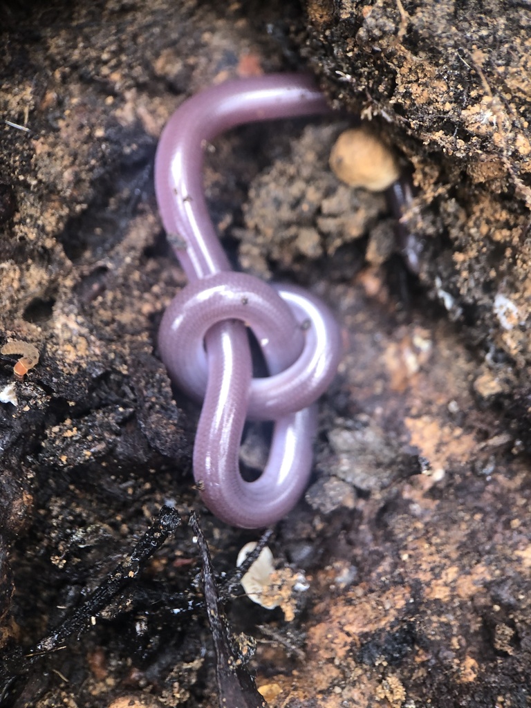 Southern Blind Snake