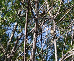 Carpodacus erythrinus grebnitskii