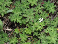 Geranium wakkerstroomianum