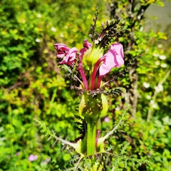 Pedicularis cyathophylloides