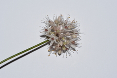 Allium saxatile