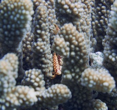 Trapezia