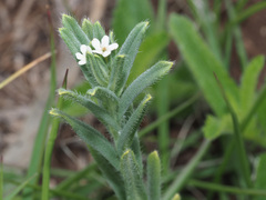 Lithospermum papillosum