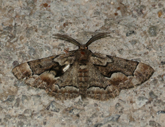Phaeoura perfidaria