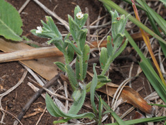 Lithospermum papillosum