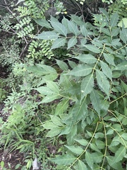 Picrasma quassioides