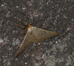 Taeniogramma mendicata