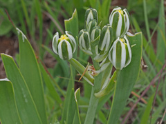 Albuca setosa