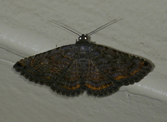 Toxonprucha pardalis