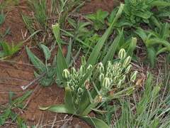 Albuca setosa