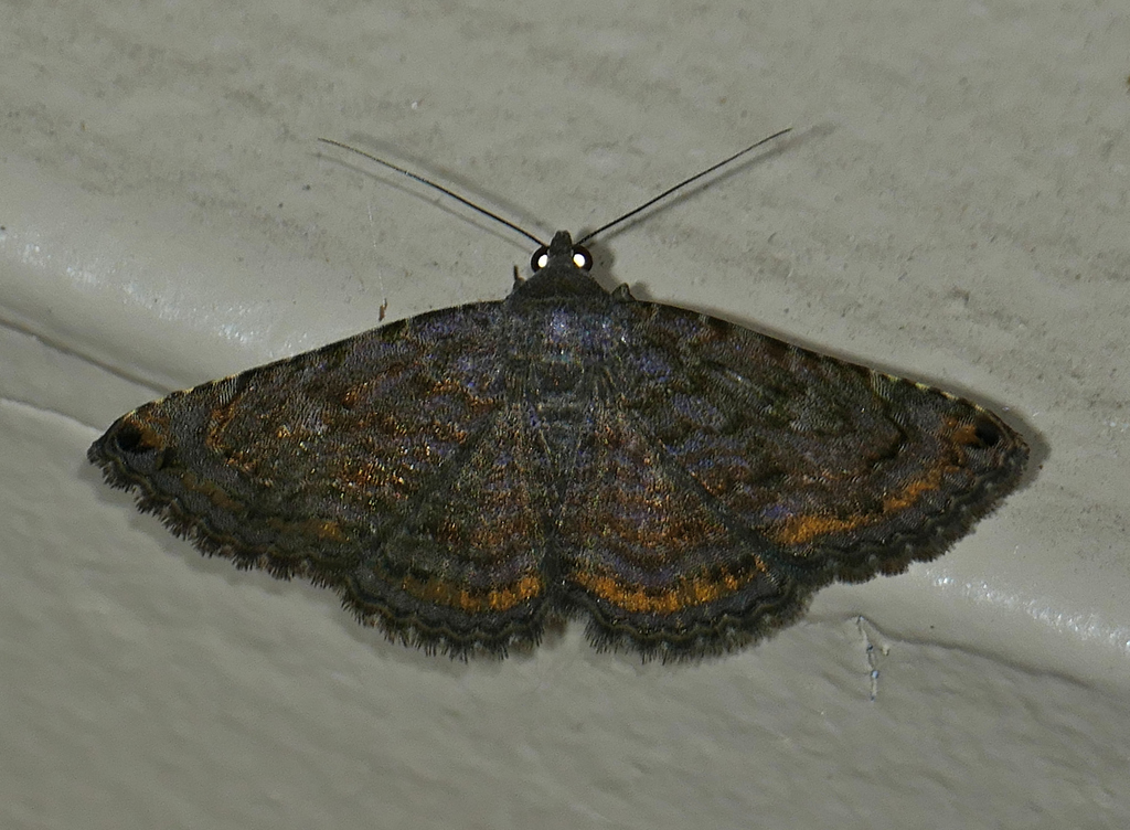 Spotted Toxonprucha