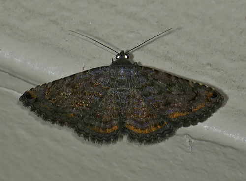 Spotted Toxonprucha