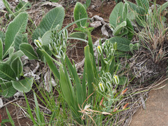 Albuca setosa