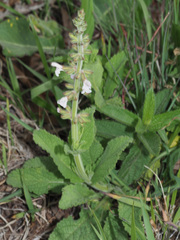 Salvia repens