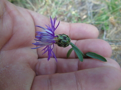 Centaurea tymphaea