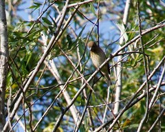 Carpodacus erythrinus grebnitskii
