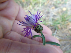 Centaurea tymphaea
