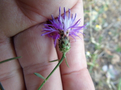 Centaurea tymphaea