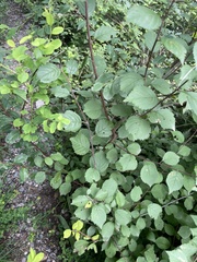 Prunus triloba