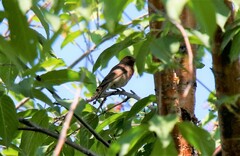 Carpodacus erythrinus grebnitskii