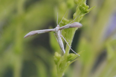 Hellinsia osteodactylus