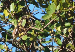 Stactolaema whytii
