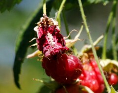 Carpodacus erythrinus grebnitskii