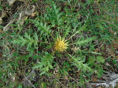 Carlina acanthifolia